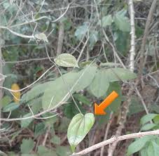 Image result for Dioscorea hirtiflora