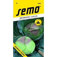 Image result for hlávková kapusta