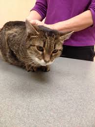 Tabit Veterinary Hospital Veterinary Animals