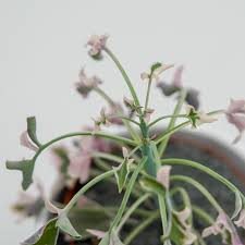 Image result for Senecio mariettae