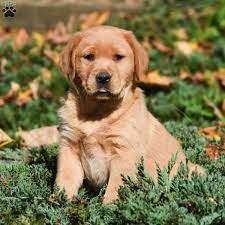 Your golden retriever mix could be the same or they could take after the other parent breed. Golden Labrador Puppies For Sale Greenfield Puppies