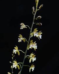 Image result for Eulophia horsfallii