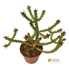 Image result for Cyphia richardsiae