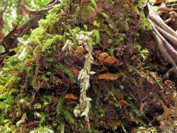 Image result for Porodisculus pendulus