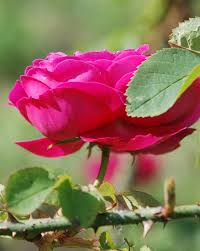 Risultati immagini per rosa della Valle Scrivia