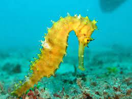 Seahorses Found In The River Thames In London Caballito De Mar Caracteristicas De Los Caballos Caballitos De Mar