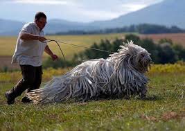 Guanacqueros Image Result Image Result For Guanacqueros Guanacqueros Image Result Guard Dogs Komondor Weird Animals