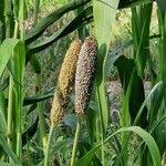 Image result for Cenchrus americanus