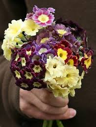 Image result for Primula x pubescens