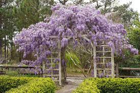 Choose the most vigorous, strongest stem to train vertically, and prune back all others flush with the main stem. The Best Wisteria That Won T Become Invasive Better Homes Gardens
