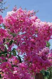 We did not find results for: Lagerstroemia Flowering Trees Myrtle Tree Screen Plants