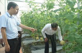 Chứng nhận VietGAP: Các thông tin cần biết về VietGap