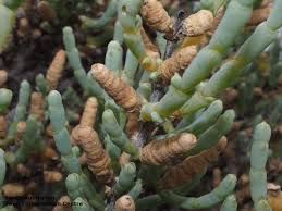 Image result for Halosarcia indica