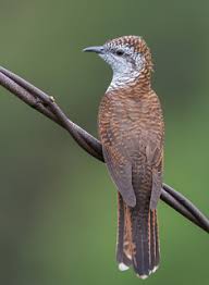 Mitos burung kematian, emprit gantil. Gambar Burung Emprit Gantil Gambar Burung Wallpaper