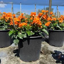 Image result for Crossandra