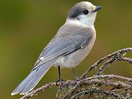 Gray Bird With Red On Back Of Head B N Singh March 2016 Gray Jays Are Dark Gray Above And Light Gray Below With Black On The Back Of The Head Forming A Partia Gray Jay Bird Beautiful Birds