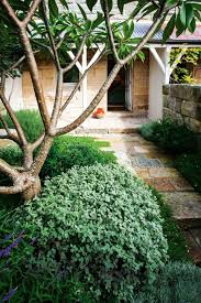 Frangipani Well Drained Soil But Moist Atmosphere No Water In Winter Mulch Well In Summer To Kee Tropical Landscaping Garden Inspiration Front Garden Design