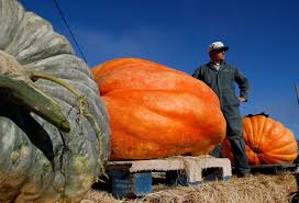 Image result for giant pumpkin