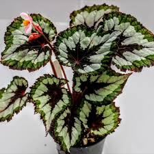 Image result for Begonia poculifera