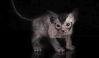 Lykoi Cat Breeders and Information - Kittens For Sale
