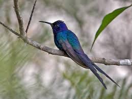 Video footage courtesy of ronald jackson. Swallow Tailed Hummingbird Discover The King Of The Birds Exotic Birds