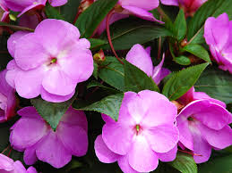 Jul 09, 2020 · outdoor temperatures for impatiens plants. Impatience Breeds Impatiens Chalet Nursery