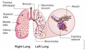 Labeled Diagram Of The Human Lungs Human Lungs Asthma Cure Human Muscle Anatomy
