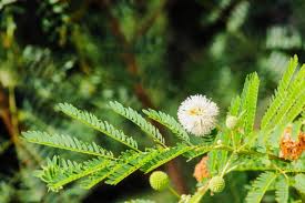Image result for Acacia farnesiana