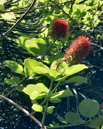Image result for Combretum microphyllum