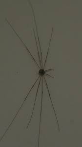 Clock spider is a type of spider whose primary habitat is behind every clock in the known world. Best 30 Spider Clock Fun On 9gag