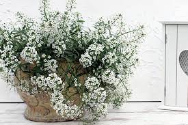Can You Grow Alyssum In A Pot Container Planting Sweet Alyssum Flowers