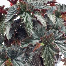 This species is a cane stemmed type begonia that has thick stems and fairly large nodes. Wholesale Angel Wing Begonia Fannie Moser Rooted Plug Liners
