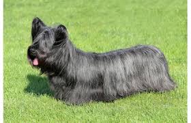 Image result for skotský teriér