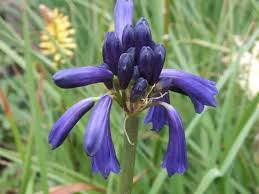 Image result for Agapanthus inapertus
