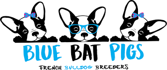 Tucson, tempe, phoenix, lake blue bleu is a registered ckc stud who produces amazingly healthy puppies. Blue Bat Pigs Arizona French Bulldog Breeders