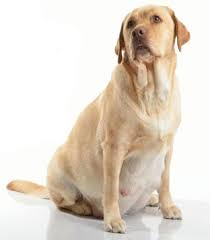 Pregnancy starts when the dog ovulates, which is called the data of whelping. Stages Of Dog Pregnancy Week By Week With Photos