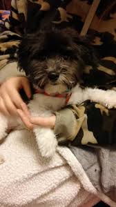 This is angel, one of our 2019 puppies. West Bloomfield Mi Havanese Meet Waffle A Pet For Adoption
