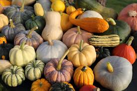 Check spelling or type a new query. Growing Winter Squash And Pumpkins In The California Home Garden