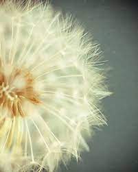 Pin By Pam Ebert On Dandelions Make A Wish Dandelion Pictures Flower Wall Art Decor Dandelion Art