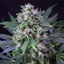 Karel S Haze Super Sativa Seed Club Cannabis Strain Info
