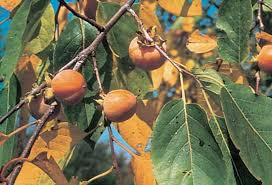Image result for Diospyros mafiensis
