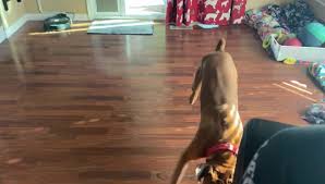 Great danes are gentle, devoted, and wonderful with children, but should be. Boxer Schnauzer Rescue Of The Ozarks Home Facebook