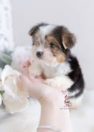 Picture of puppy yorkshire terrier biewer black and white stock photo, images and stock photography. Biewer Yorkie Puppies For Sale Teacups Puppies Boutique Yorkie Puppy For Sale Yorkie Puppy Yorkshire Terrier Puppies