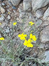 Image result for Menodora heterophylla