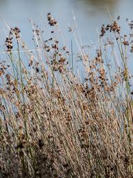 Image result for Juncus kraussii