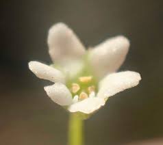 Image result for Samolus