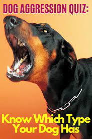 First of all, you must know what pet you should get. How To Introduce Two Dogs When One Is Aggressive Arxiusarquitectura