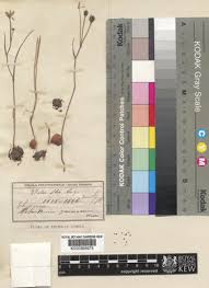 Image result for Camptorrhiza strumosa