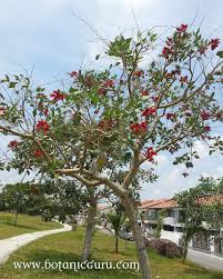 Image result for Erythrina fusca