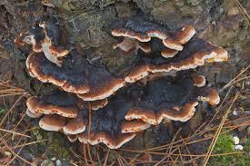 Image result for Ischnoderma resinosum